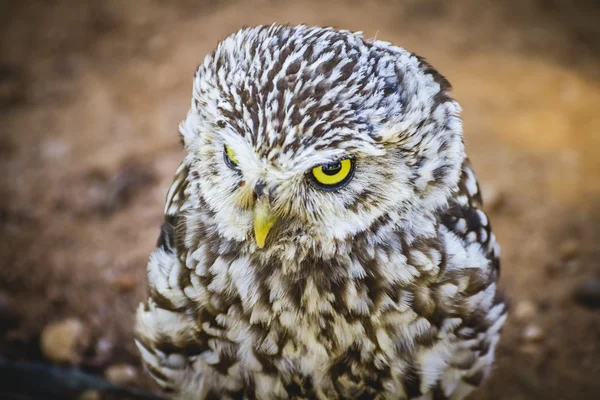 Niedliche kleine Eule — Stockfoto