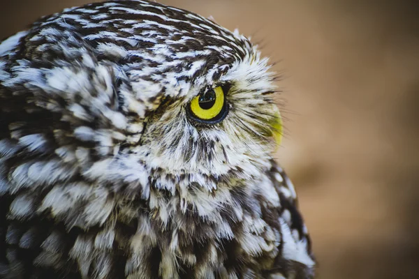 Cute little owl — Stock Photo, Image