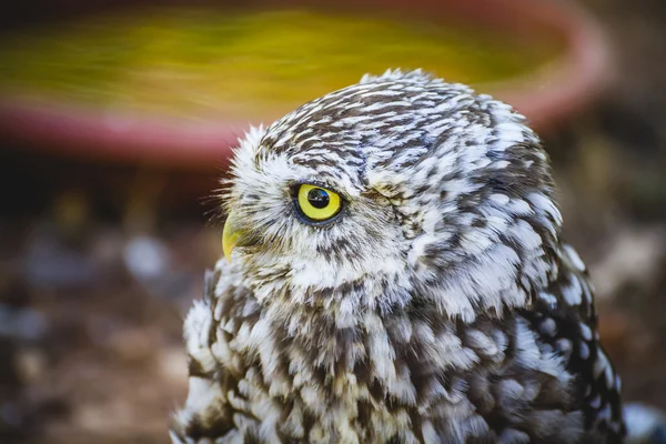 Pequena coruja bonito — Fotografia de Stock