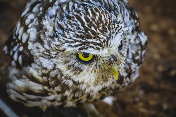 かわいい小さなフクロウ — ストック写真