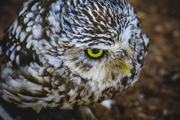 Cute little owl