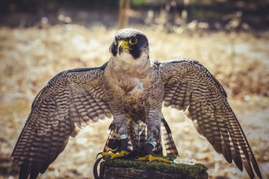 Peregrine Şahini