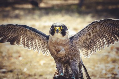 Peregrine Şahini