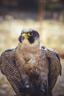 Peregrine Şahini