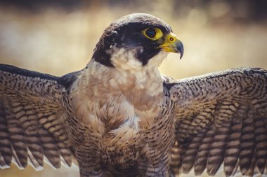 Peregrine falcon clipart