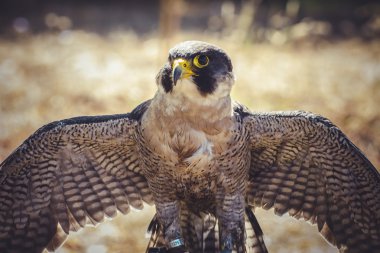 Peregrine Şahini