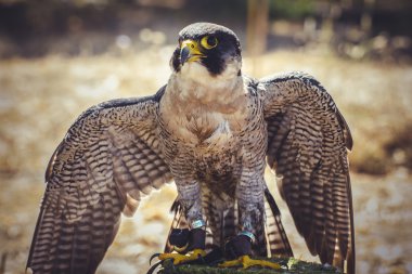 Peregrine Şahini