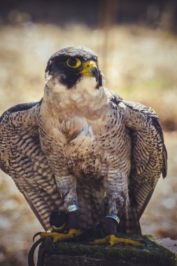 Peregrine Şahini