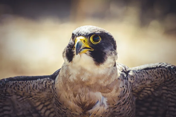 Peregrine falcon — Fotografie, imagine de stoc