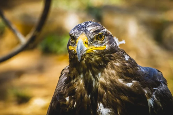 Imperial eagle — Stock Photo, Image