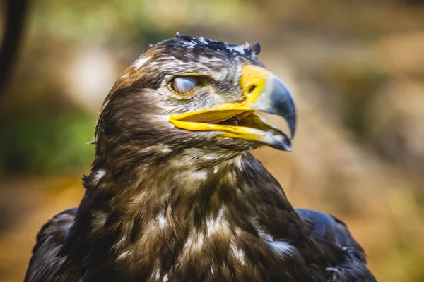 Reichsadler — Stockfoto