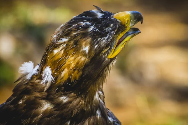 Águila Imperial — Stockfoto