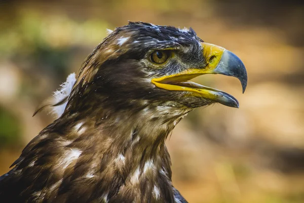 Águila imperial — Foto de Stock