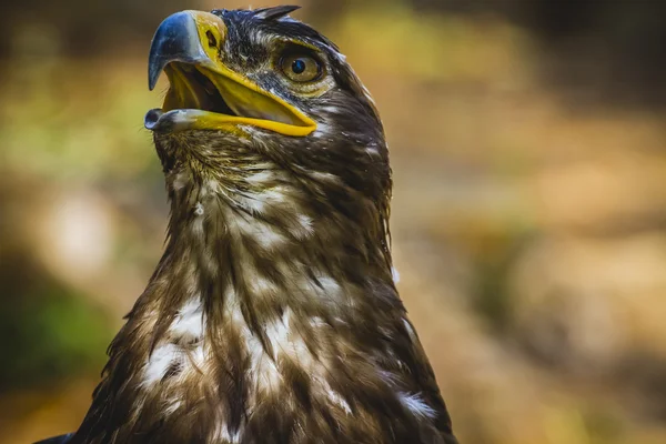 Águila Imperial — Stockfoto