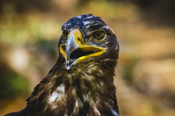 Reichsadler — Stockfoto