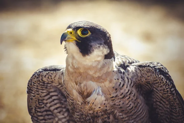 Wanderfalke — Stockfoto