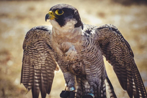 Peregrine Şahini — Stok fotoğraf