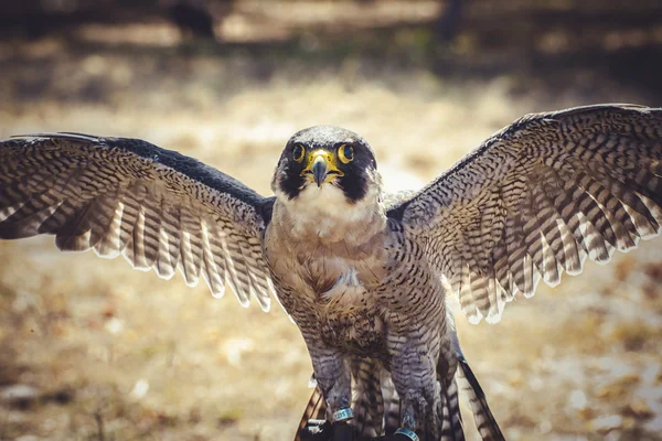 Peregrine Şahini — Stok fotoğraf