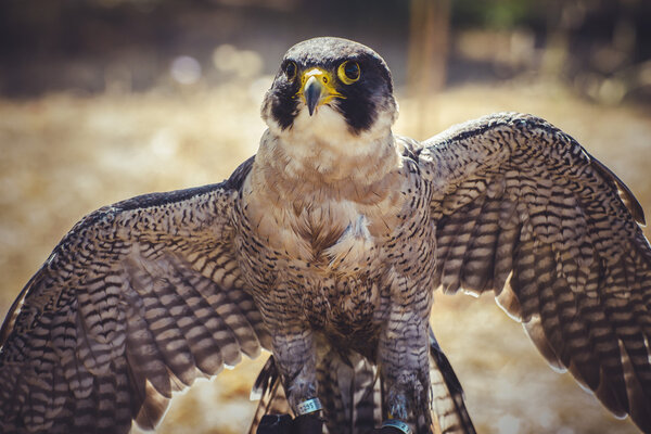 Peregrine falcon