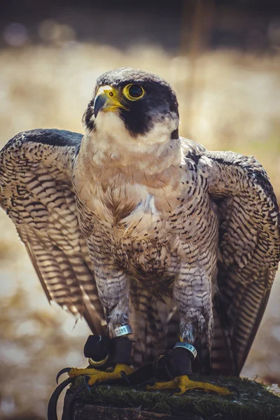 Wanderfalke — Stockfoto