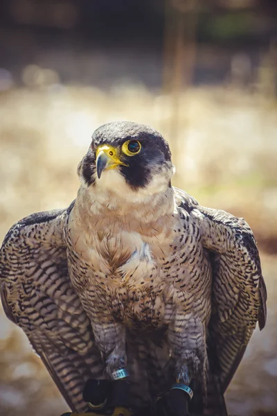 Peregrine Şahini — Stok fotoğraf