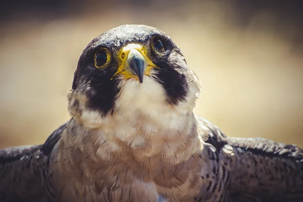 Peregrine falcon — Stock Photo, Image