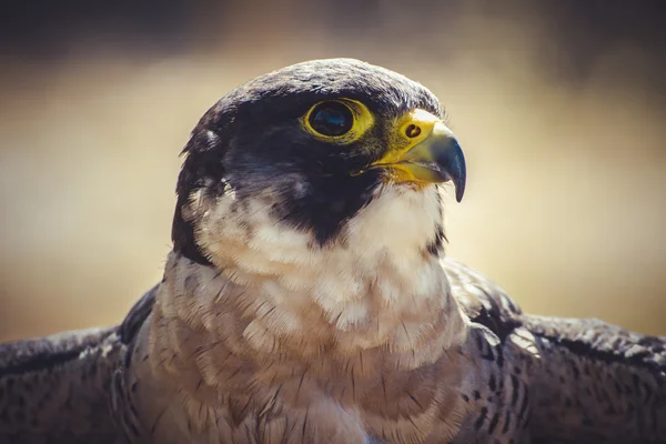 Peregrine Şahini — Stok fotoğraf