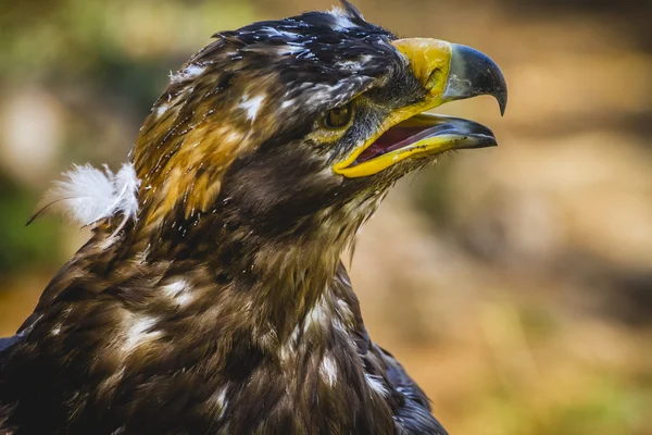 Kejsarörn — Stockfoto