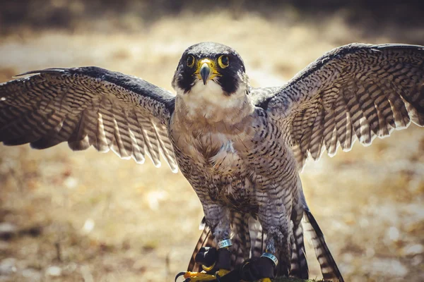 Peregrine falcon — Stock Photo, Image