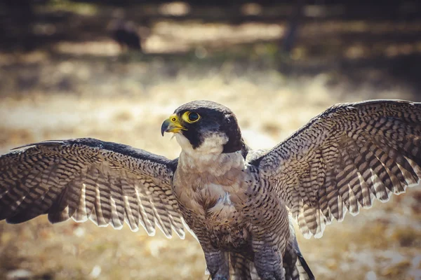 Wanderfalke — Stockfoto