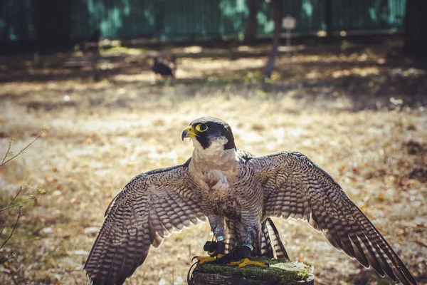 Peregrine falcon — Stock Photo, Image