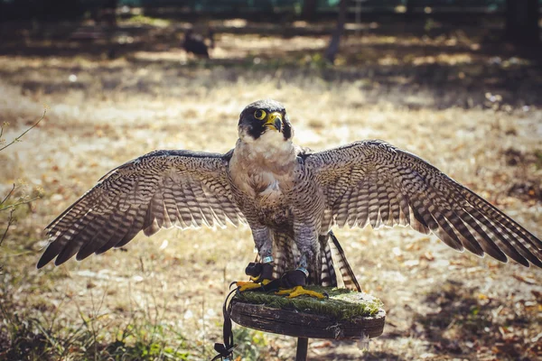 Falco pellegrino — Foto Stock