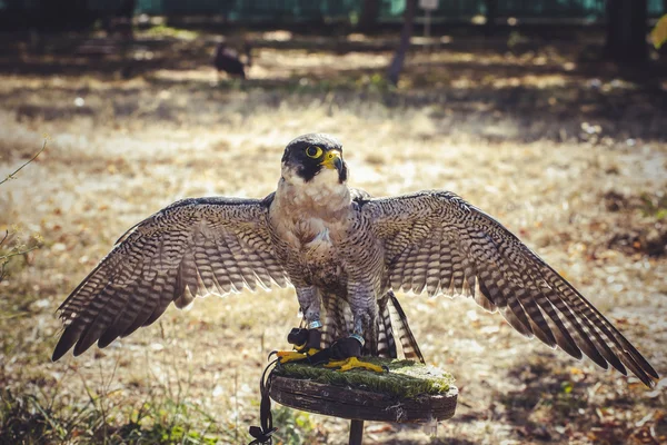 Peregrine falcon — Stock Photo, Image