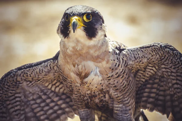 Peregrine falcon — Stock Photo, Image