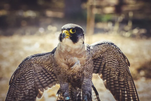 Wanderfalke — Stockfoto