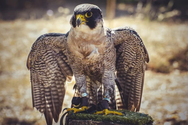 Γεράκι Peregrine — Φωτογραφία Αρχείου