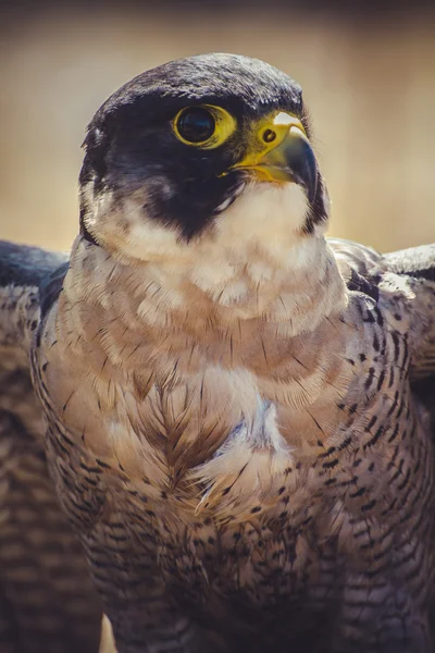 Wanderfalke — Stockfoto