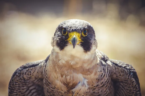 Wanderfalke — Stockfoto