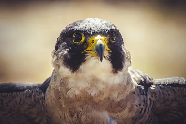 Wanderfalke — Stockfoto