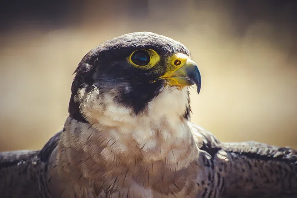 Wanderfalke — Stockfoto