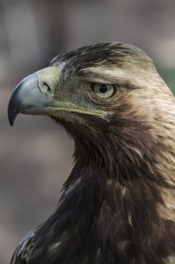 kahverengi kartal