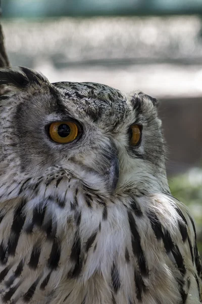 Beautiful owl — Stock Photo, Image