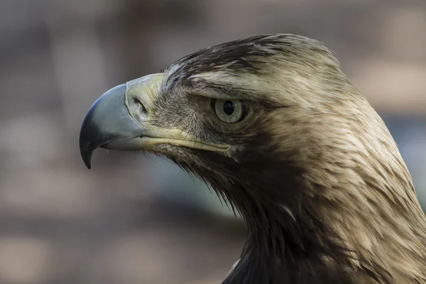 Bruin eagle — Stockfoto