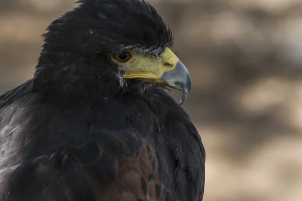 Águila marrón — Foto de Stock