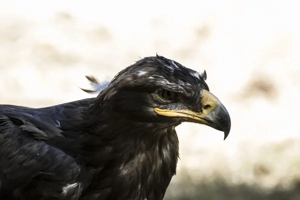 Águila marrón — Foto de Stock