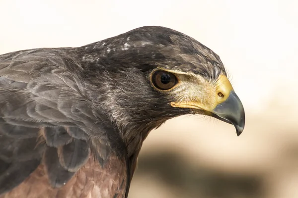 Brown eagle — Stock Photo, Image