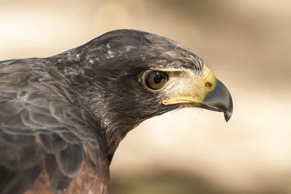 Águila marrón — Foto de Stock