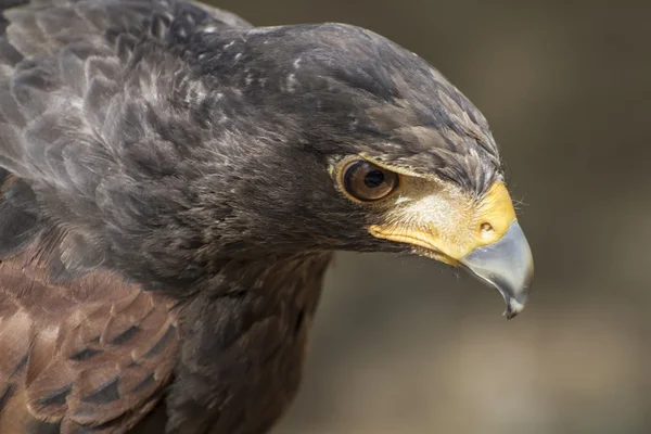 Bruin eagle — Stockfoto