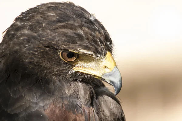 American eagle past na myši — Stock fotografie