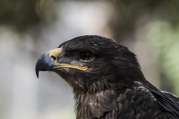 American eagle muizenval — Stockfoto